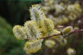 Blooming soft fluffy willow buds are the harbingers of spring Royalty Free Stock Photo