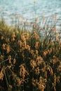 Blooming soft stem bulrush Royalty Free Stock Photo