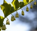 Blooming Solomon`s seal medicinal closeup on background of blue sky