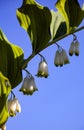 Blooming Solomon`s seal medicinal closeup on background of blue sky