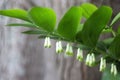 Blooming Solomon`s seal Polygonatum odoratum Royalty Free Stock Photo