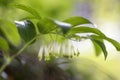 Blooming Solomon`s seal Polygonatum odoratum Royalty Free Stock Photo