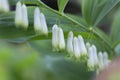 Blooming Solomon`s seal Polygonatum odoratum