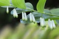 Blooming Solomon`s seal Polygonatum odoratum