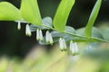 Blooming Solomon`s seal Polygonatum odoratum Royalty Free Stock Photo