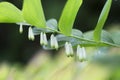 Blooming Solomon`s seal Polygonatum odoratum