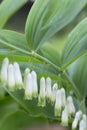 Blooming Solomon`s seal Polygonatum odoratum Royalty Free Stock Photo