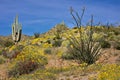 Chupparosa in Sonoran Desert Royalty Free Stock Photo