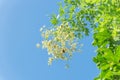 Blooming Sophora japonica flower on tree close-up under blue sky in Vietnam