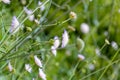 Blooming sow thistle in the field, wild flowers in spring Royalty Free Stock Photo
