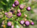 Blooming sow thistle flowers. Vibrant green and purple violet summer illustration. View from above. Close-up