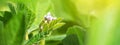 Blooming soybean plant close-up on the background of an agricultural field of soybeans in the rays of the sun