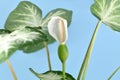 Blooming spadix flower with seeds of exotic `Caladium Aaron` houseplant