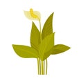 Blooming spathiphyllum. Vector illustration on a white background.