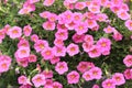 Blooming pink calibrachoa flowers in a garden