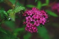 Blooming Spiraea Japonica Japanese spirea closeup