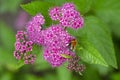 Blooming Spiraea japonica 'anthony waterer' in summer garden. Pink cluster flowers