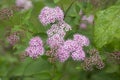 Blooming Spiraea japonica 'anthony waterer' in summer garden. Pink cluster flowers