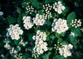 Blooming Spiraea vanhouttei. Nature background with white flowers on bush