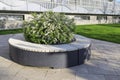 Blooming spirea bushes inside gray wooden benches in a recreation park