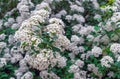 Blooming Spirea Spiraea cantoniensis. Spirea blooms in small white flowers