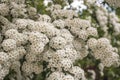 Spring blooming spirea with small white flowers