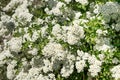 Blooming Spirea. Spiraea hypericifolia. Many white spirea flowers form a magnificent spring background