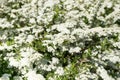 Blooming Spirea. Spiraea hypericifolia. Many white spirea flowers form a magnificent spring background