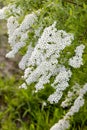 Blooming spirea.