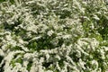 Blooming Spirea in springtime. Beautiful spring background