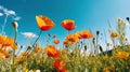 Blooming Splendor: Vivid Yellow and Red Poppies in Nature\'s Embrace Royalty Free Stock Photo