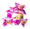 Blooming spotted cherry orchid is isolated