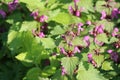 blooming spotted Deadnettle Royalty Free Stock Photo
