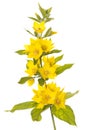 Blooming spotted loosestrife