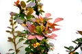 Blooming sprig of barberry on a light background.