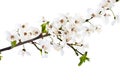 Blooming sprig of cherry.