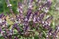 Blooming sprigs of basil growing outdoors in the garden Royalty Free Stock Photo