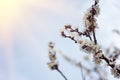 Blooming sprigs of cherry in