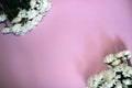 Blooming sprigs of chrysanthemum on pink background