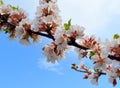 Blooming spring branch of cherry tree on a blue bright sky background