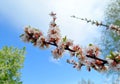 Blooming spring branch of cherry tree on a blue sky background.