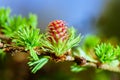 Blooming spring branch of a larch closeup Royalty Free Stock Photo