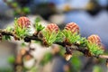 Blooming spring branch of a larch closeup Royalty Free Stock Photo