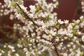 Blooming spring cherry flowers on a blurred background. Sun rays, glare and bokeh