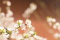 Blooming spring cherry flowers on a blurred background. Sun rays, glare and bokeh