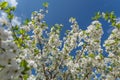 Blooming spring cherry tree twigs. Blue sky on the background Royalty Free Stock Photo