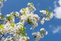 Blooming spring cherry tree twigs. Blue sky on the background Royalty Free Stock Photo