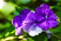 Blooming in spring close-up. Nature background. Sweet violet, common violet, or garden violet Royalty Free Stock Photo