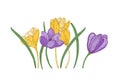 Blooming spring crocus flowers isolated on white background. Gorgeous seasonal garden flowering plant. Floral design Royalty Free Stock Photo