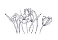 Blooming spring crocus flowers isolated on white background. Gorgeous seasonal garden flowering plant. Floral design